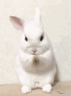 小白的兔